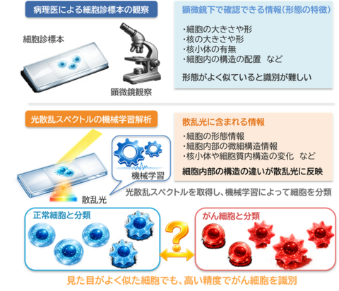 より高精度にがん細胞を見分ける原理を発見 ～がん細胞の診断を支援する新たな細胞診断技術～