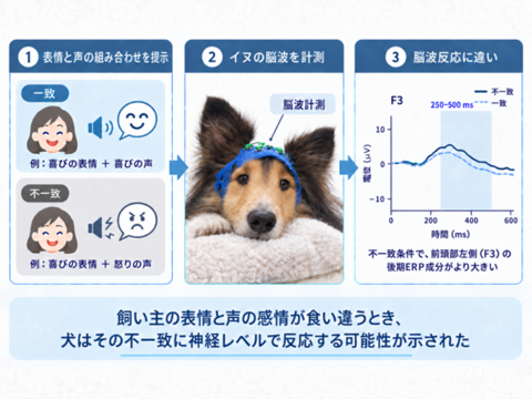 飼い主の「顔と声」が食い違うと、犬の脳波に違い～脳波で、種を越えた感情の受け取り方を捉える～