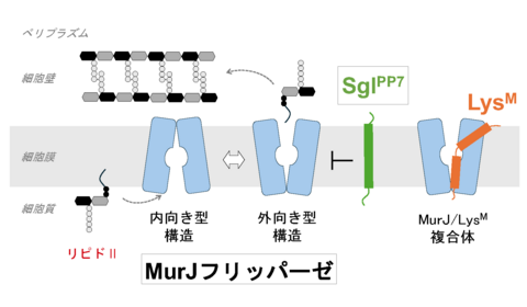 異なるウイルスに共通する、細菌の急所を狙う戦略とは？ ～細胞壁づくりを止めるタンパク質の構造から、進化の共通点を探る～