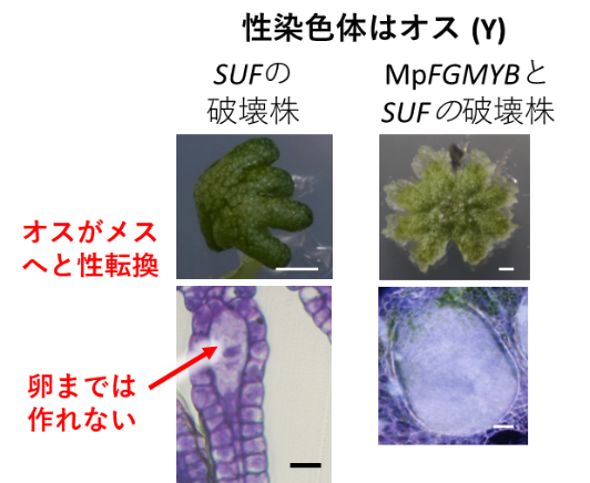 図5