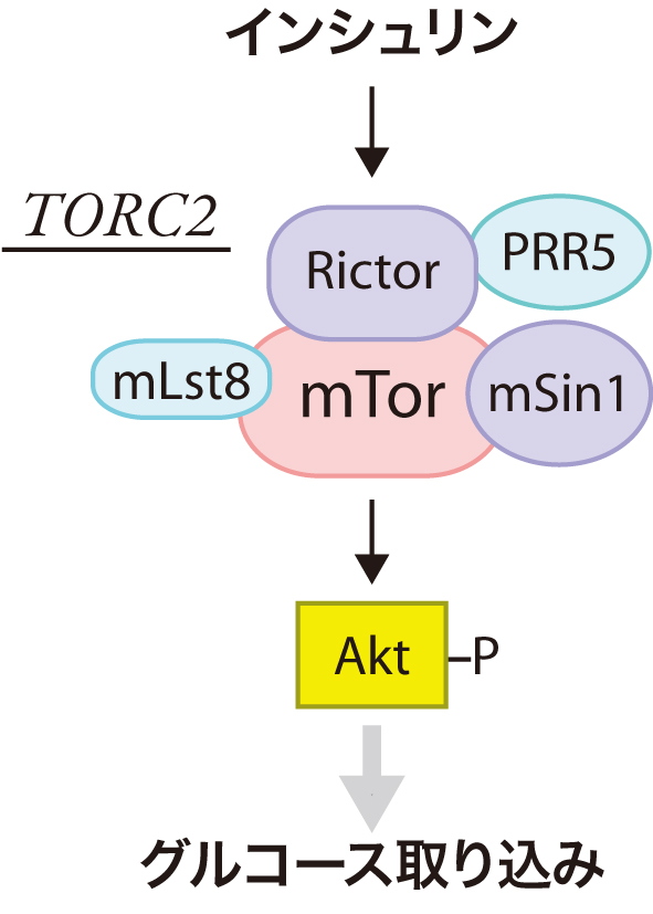 インシュリン刺激によって活性化されたTORC2-Akt経路が細胞のグルコース取り込みを誘導する。