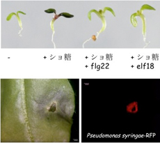 細菌による植物の免疫応答の操作の例。細菌の構成タンパク質の断片（flg22、elf18）を認識した植物はショ糖に体する応答（赤紫のフラボノイドが蓄積する）を抑える（上）。一方、細菌（赤で標識）は、感染に伴い逆に植物にフラボノイド（青紫）を誘導させる（下）