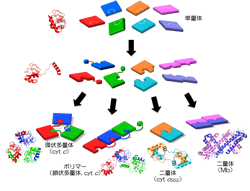 ドメイン・スワッピングにより作製したタンパク質超分子の例。タンパク質をリボンモデルとパズルのピースで示した