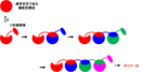 ドメイン・スワッピングによるシトクロムcポリマー化メカニズムのイメージ図