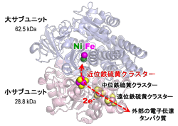 ニッケル－鉄ヒドロゲナーゼの構造。近位鉄硫黄クラスターの酸化還元状態により水素分子の分解・合成反応が制御される