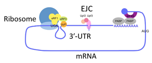 タンパク質の合成が終結したあと、リボソームに会合するUpf1 という分子は、mRNA の残された部分を「たぐり寄せて」いるに違いない