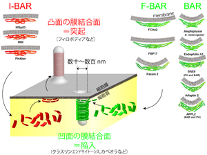 さまざまなBARドメイン（BAR、F-BAR、I-BARのサブタイプに分かれる）の立体構造（赤または緑）とナノスケールの膜構造