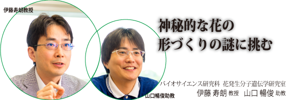 伊藤寿朗教授、山口暢俊助教