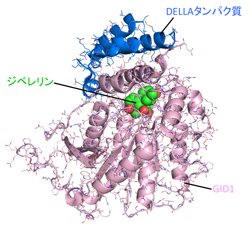 図2 ジベレリンが結合した状態のジベレリン受容体GID1とDELLAタンパク質複合体構造