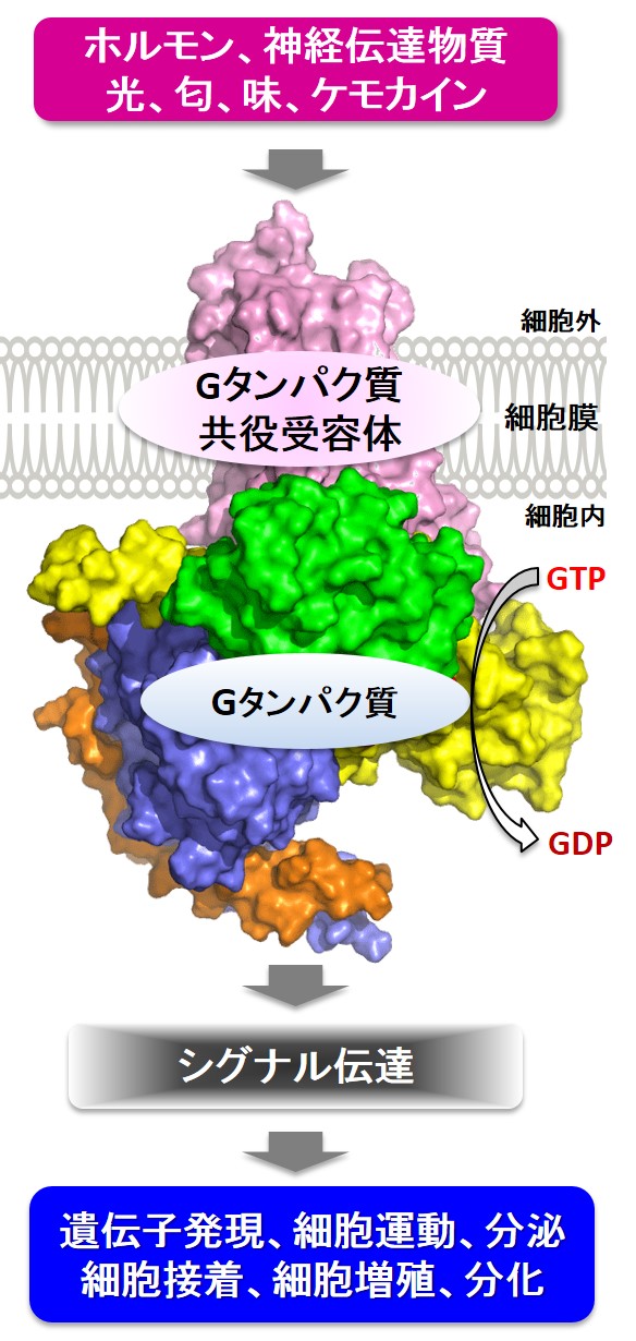 Gタンパク質共役受容体を介するシグナル伝達