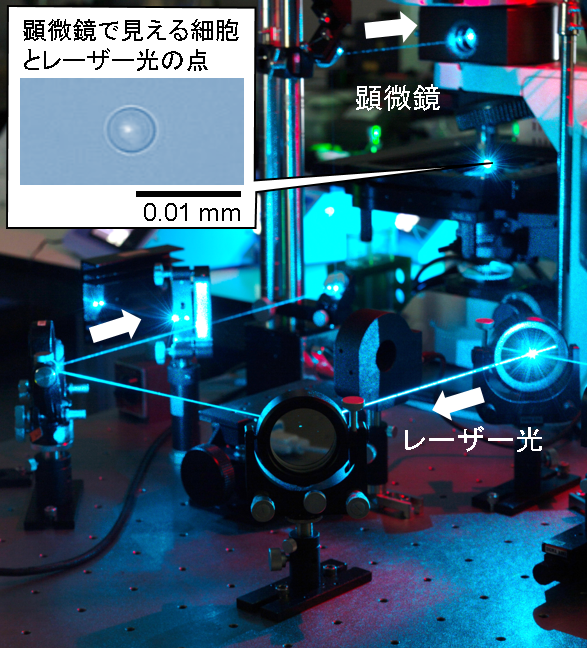細胞を振り分けるためのマイクロチップが配置された顕微鏡に、レーザーが導入される様子。青色の光線は検出用レーザーの光。