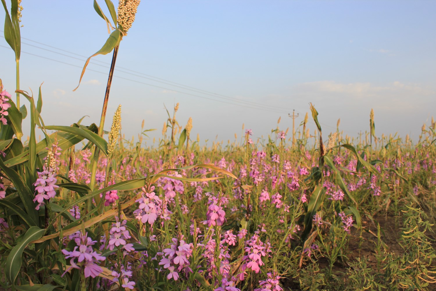 スーダンのソルガム畑に広がるストライガ（ピンクの花）