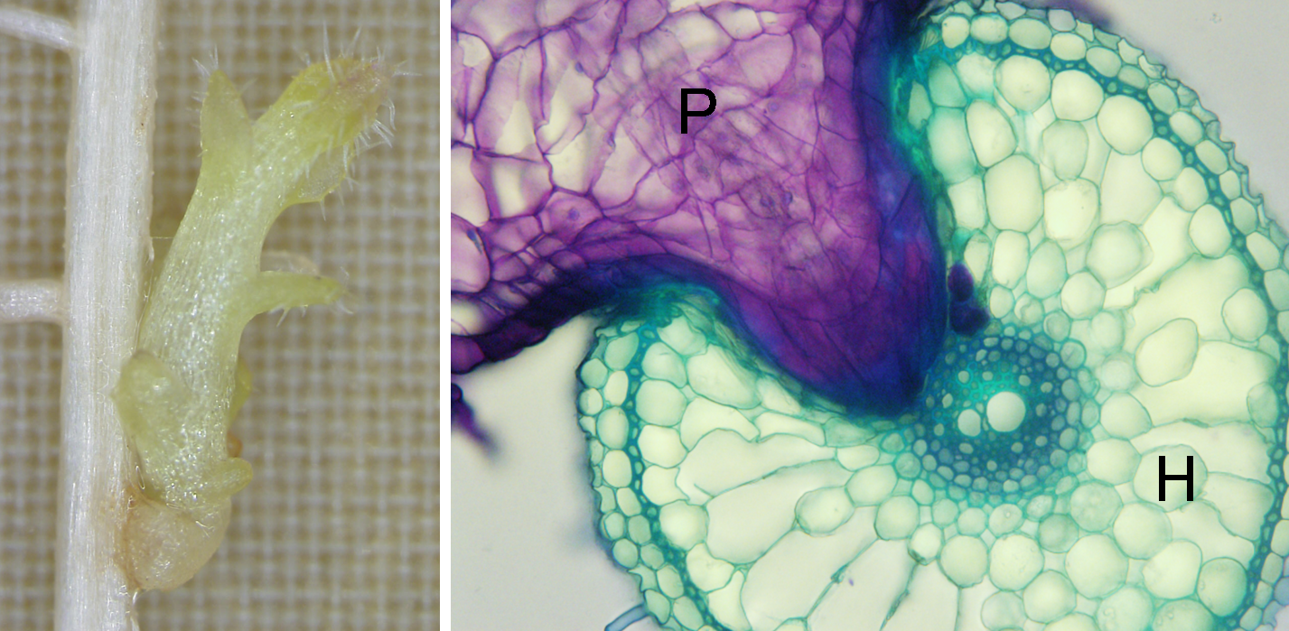 宿主に寄生する寄生植物。左：宿主トウモロコシ(H)に寄生するストライガ(P)。右：宿主イネ（H）に侵入するコシオガマ吸器（P）の横断切片。