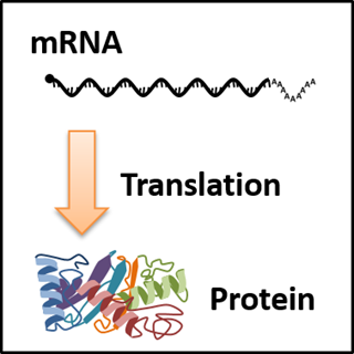 Technology for high production of recombinant proteins in plants -Utilized in COVID-19 vaccine production